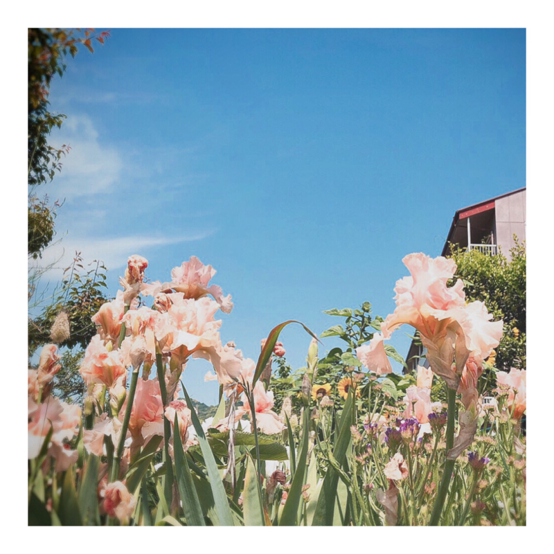 introduce myself 自己紹介