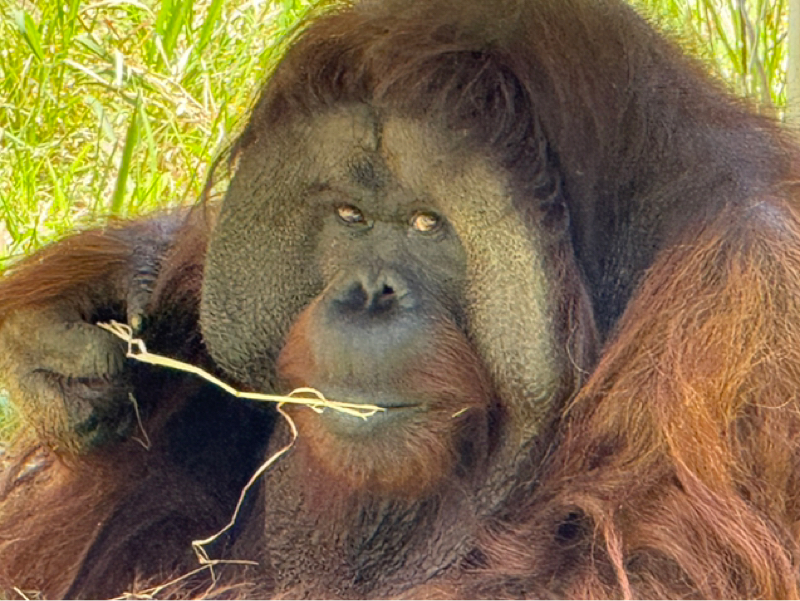 銀河鉄道999 TV ver.