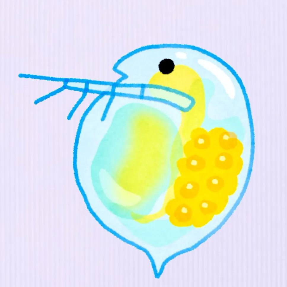 ௵みじんこの番組