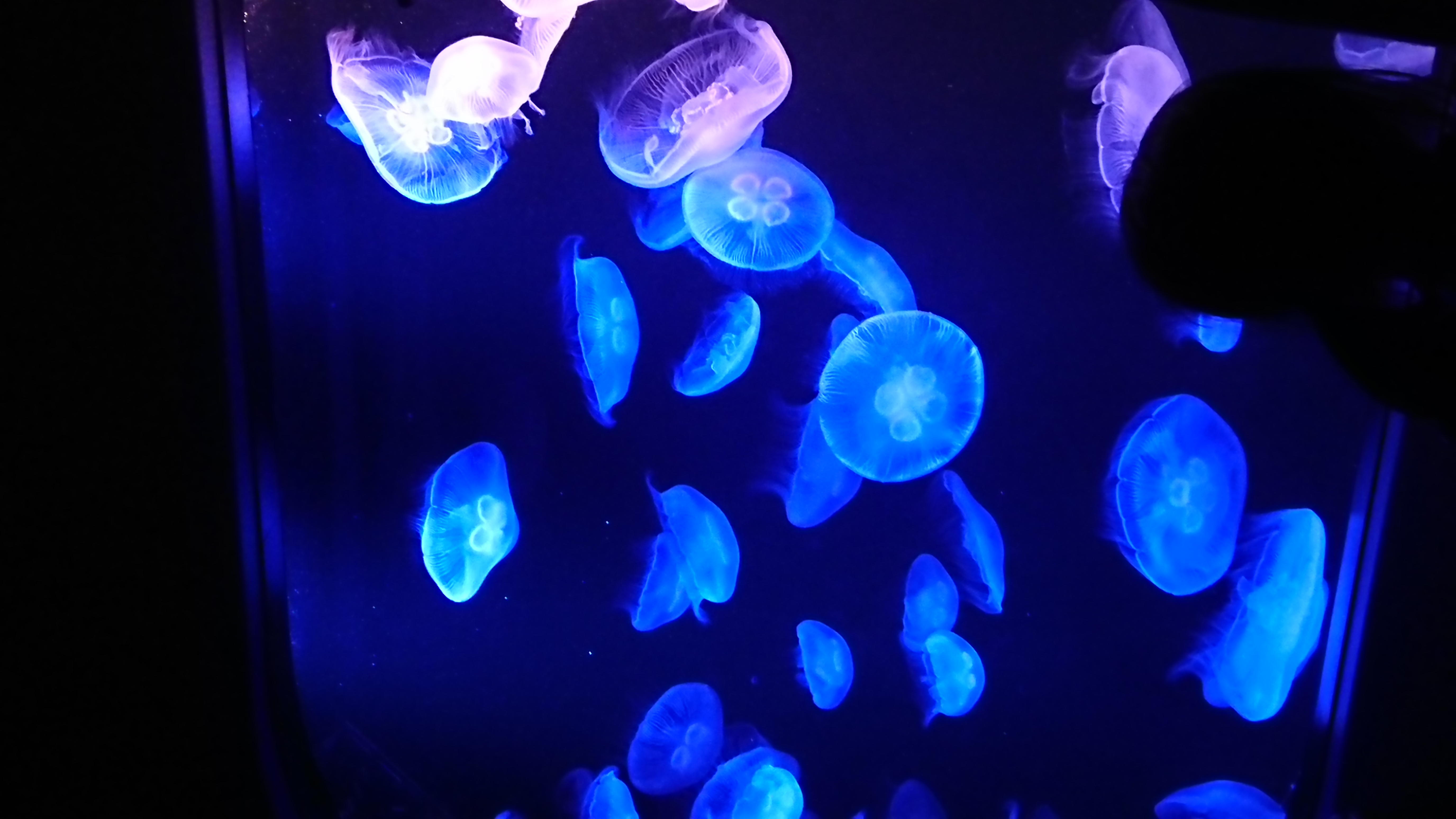 Opening  自己紹介［Lv.0］