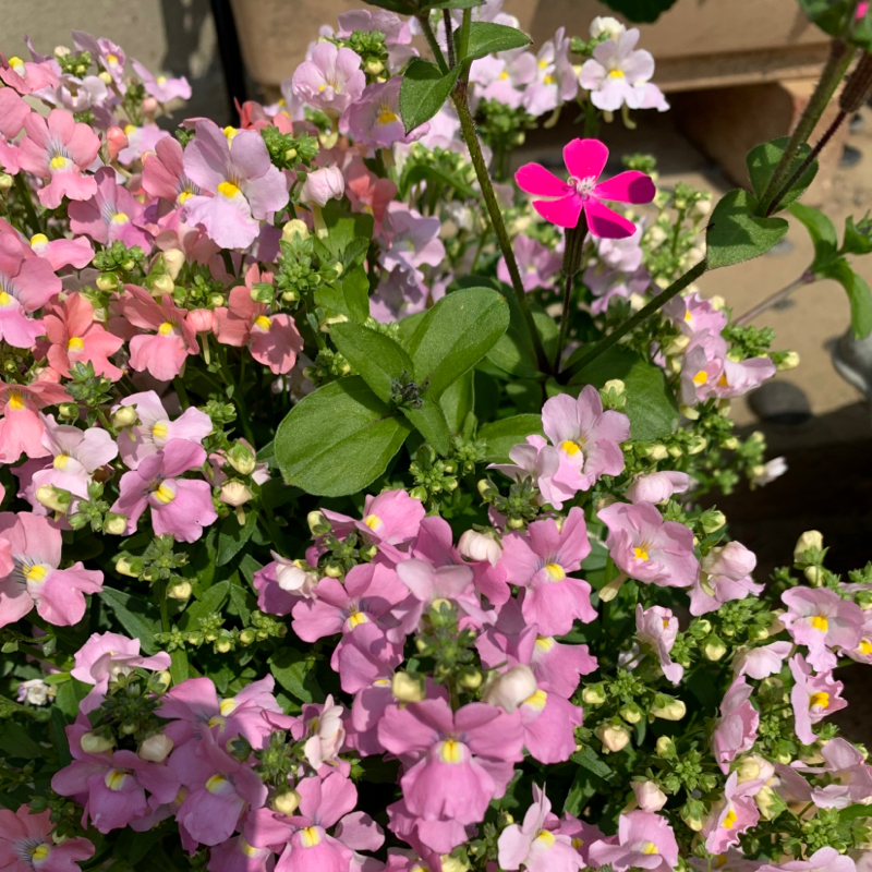 音読や朗読をやってみた