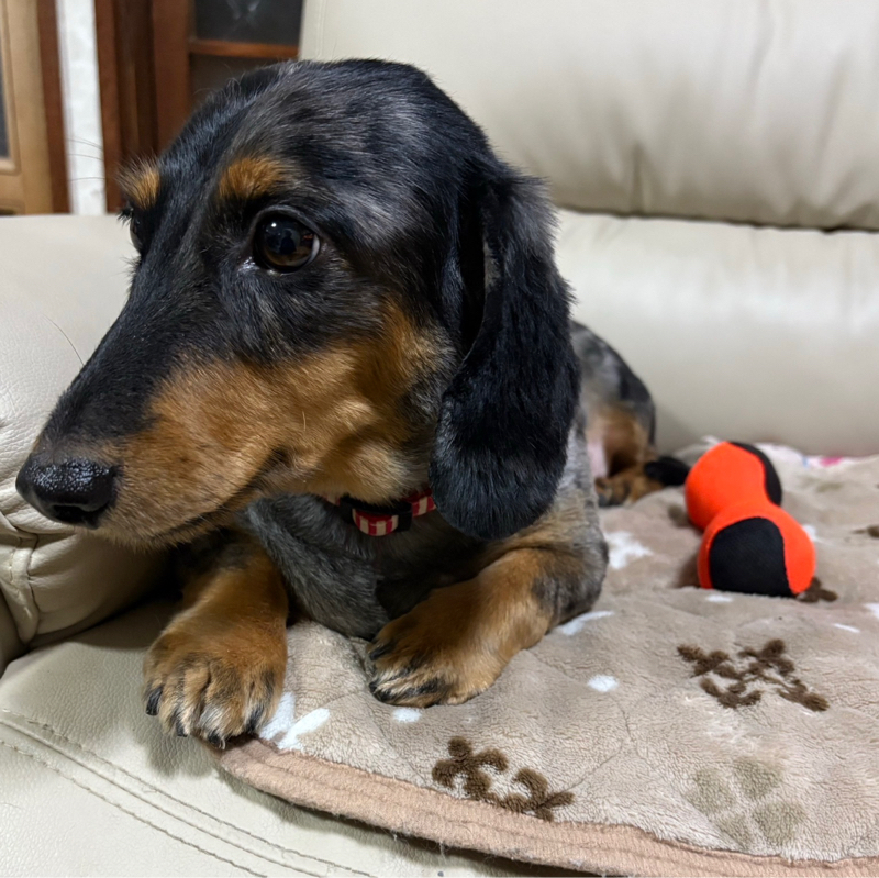 #549  腰がやられる