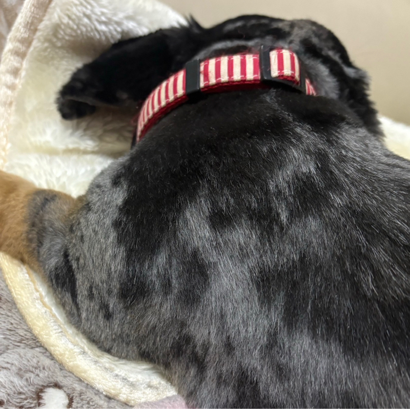 #642 スキージャンプ