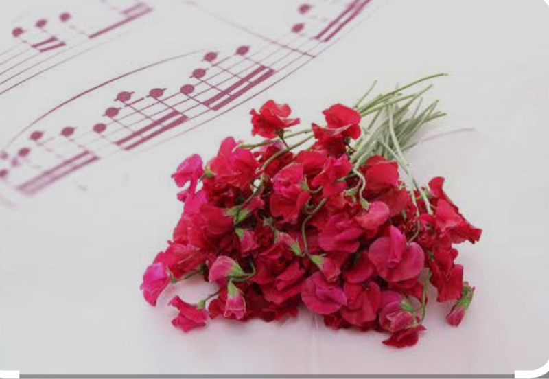 松田聖子　三曲