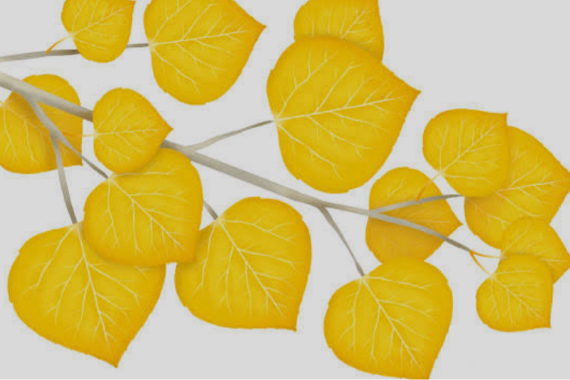 松山千春　良生ちゃんとポプラ並木