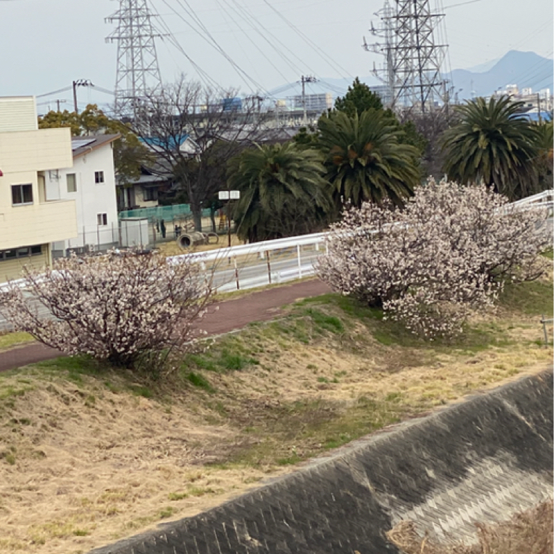 水前寺清子　三百六十五歩のマーチ