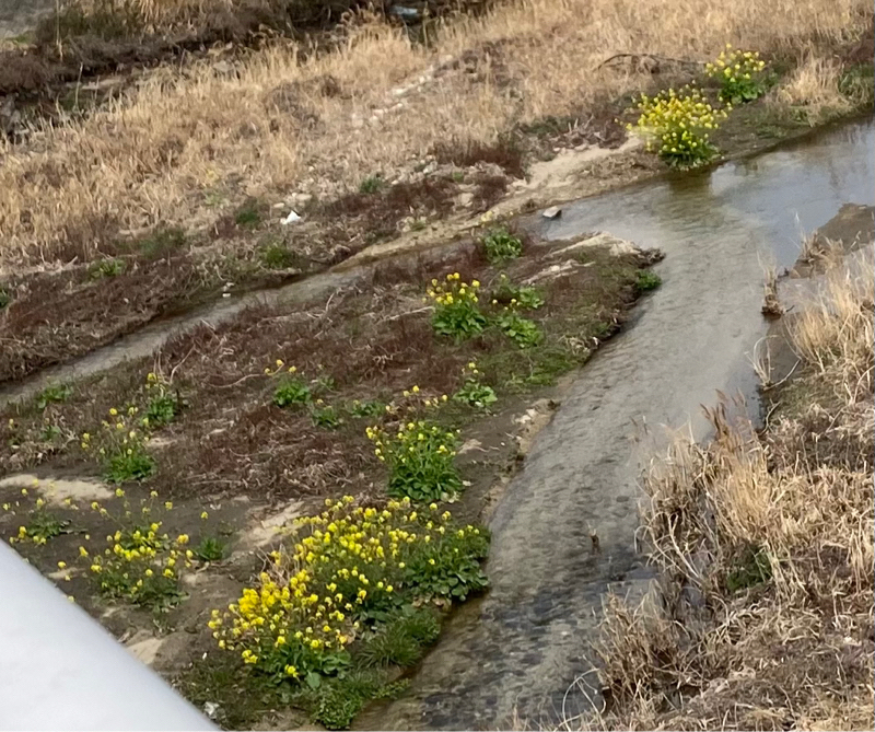 河島英五NSPグレープ矢野顕子