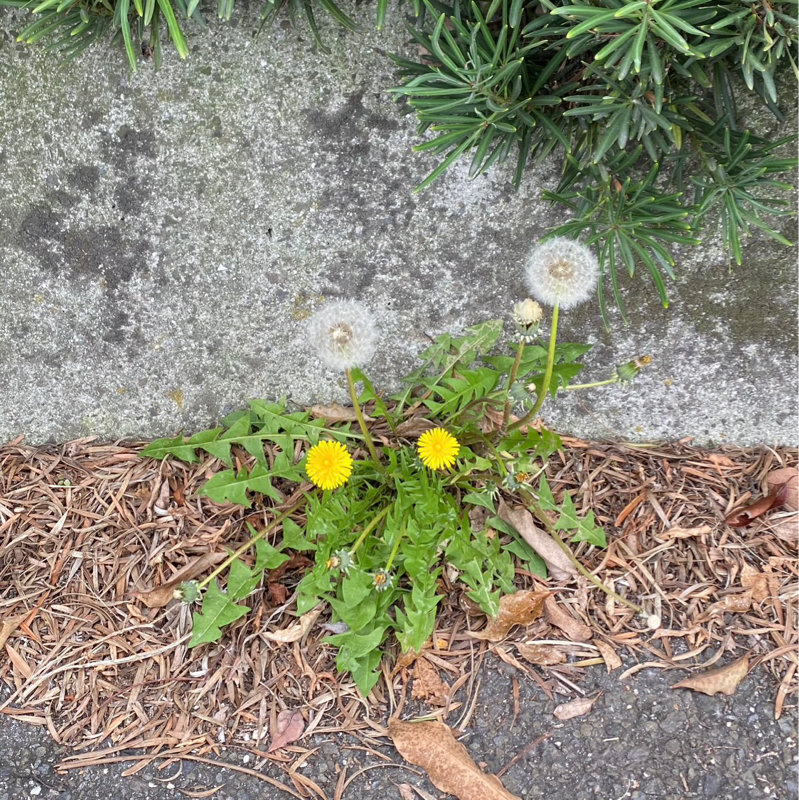あっぱれ学園生徒一同　未来のドア
