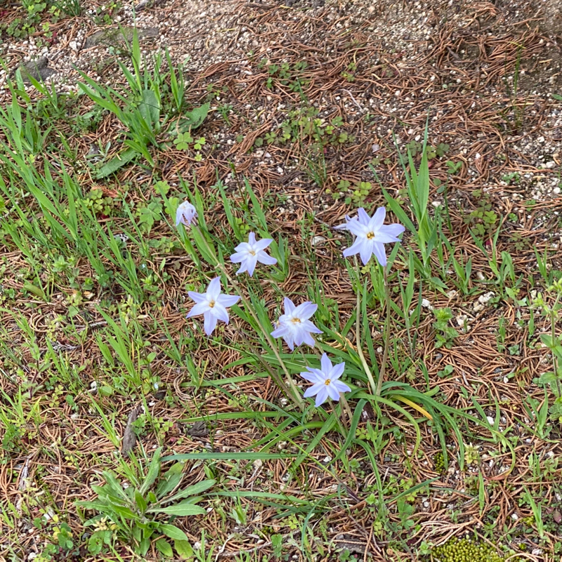 ハッピーラッキーチャッピー