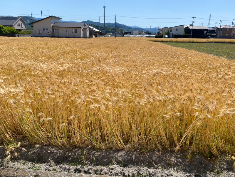 天地真理　恋する夏の日