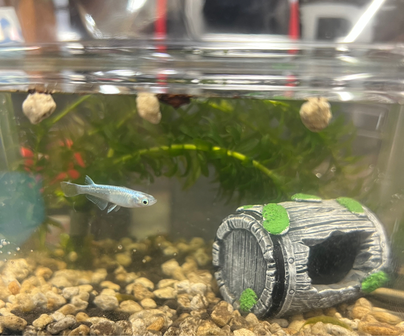 米ェズの今年も豊作ラジオ#36