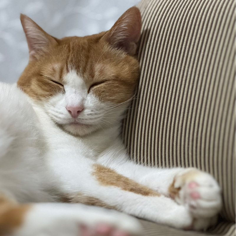 ねむらじ🐈