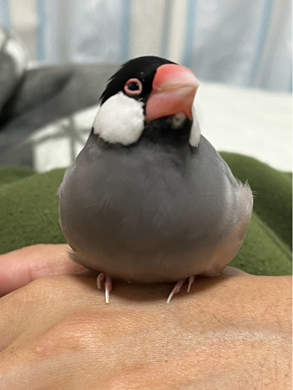 ほたて貝柱