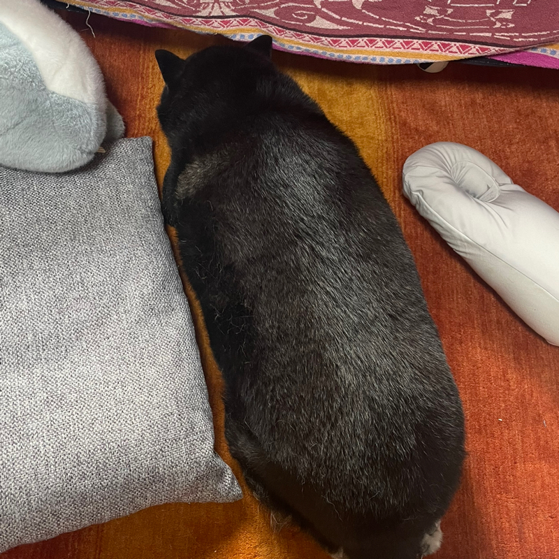 #296 熊ではない