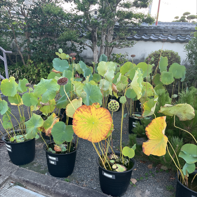 お盆明けたので。