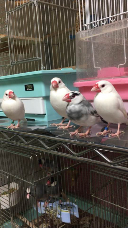 そして手乗り文鳥になる！