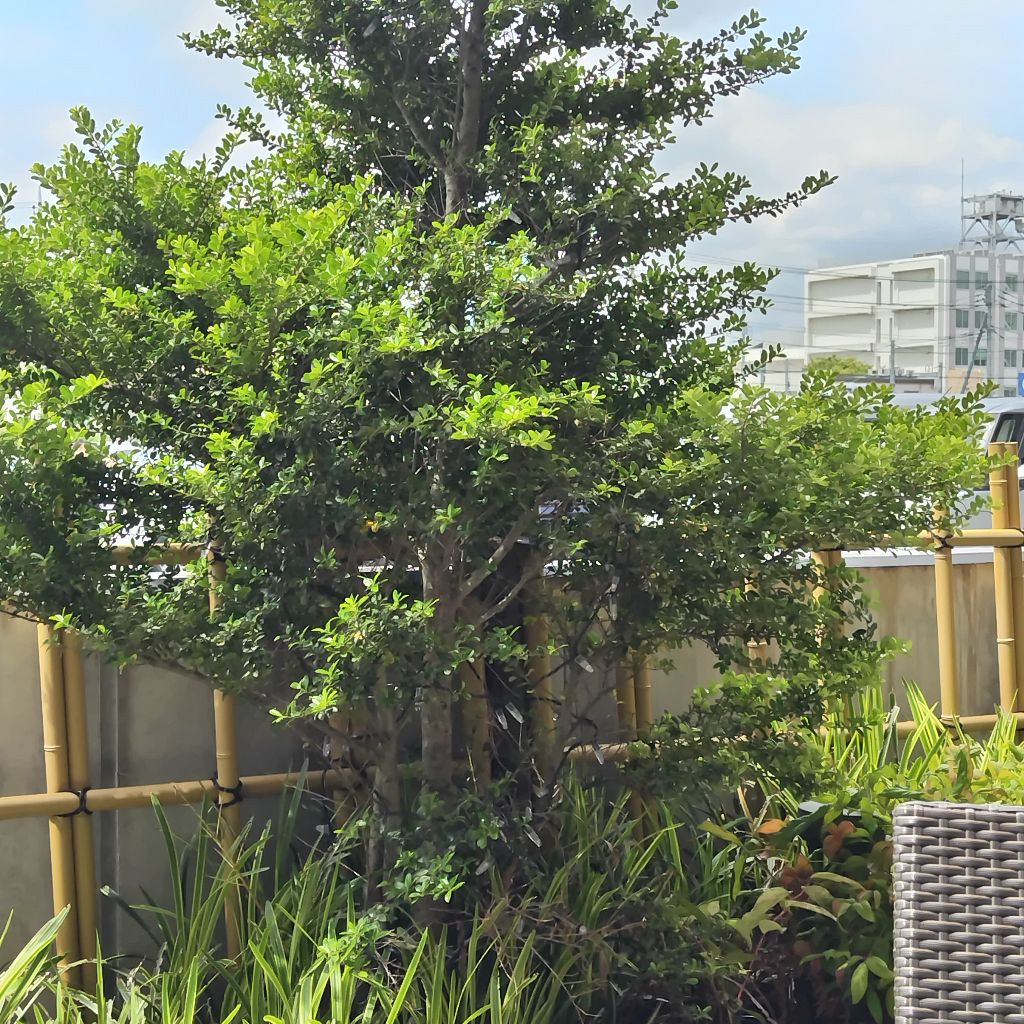 七夕の短冊の色五色と五徳の話