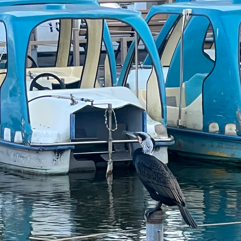 イソガバマワレ