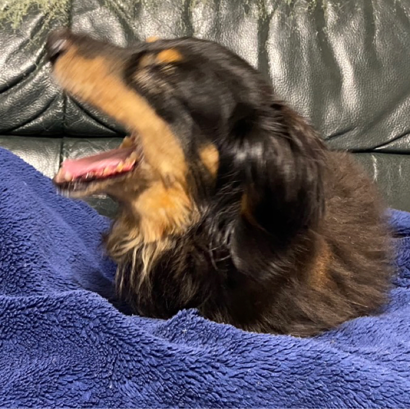 わんちゃんと共に生きてきた