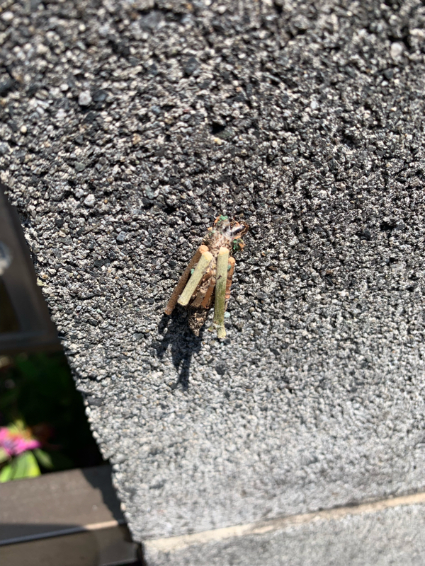 はじめましてクロスでございます！