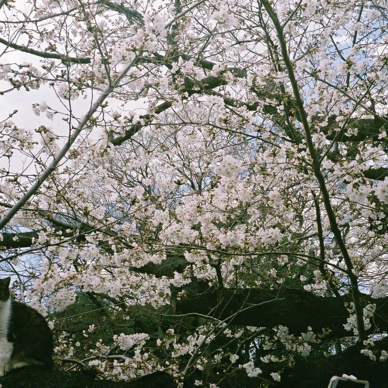 はじめましてなやつ