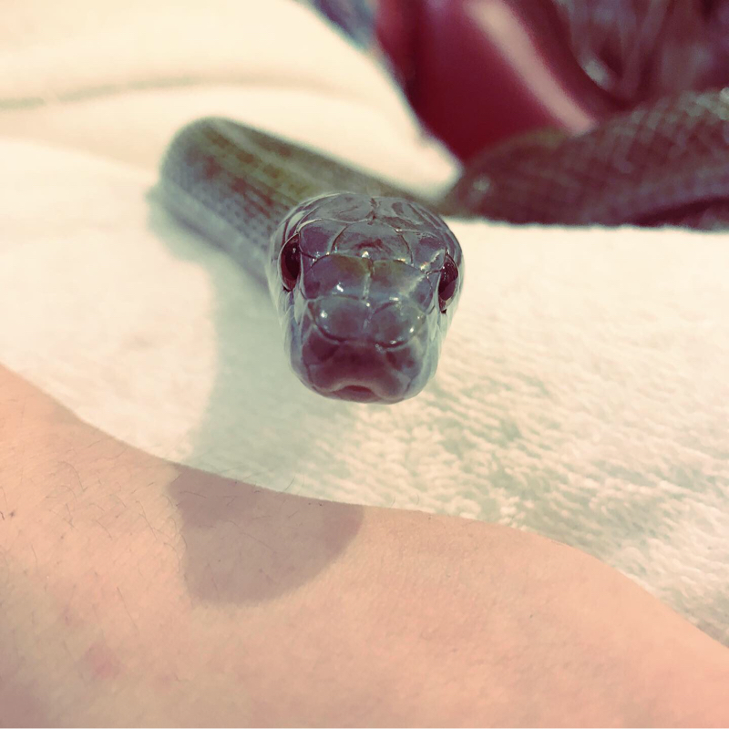 #4 遊女と蛇と私