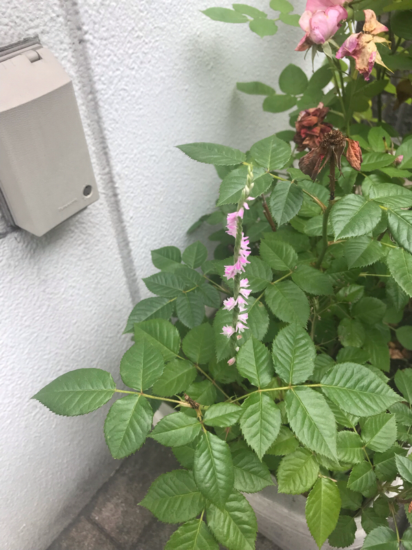 #13 画家の大叔母さんの話