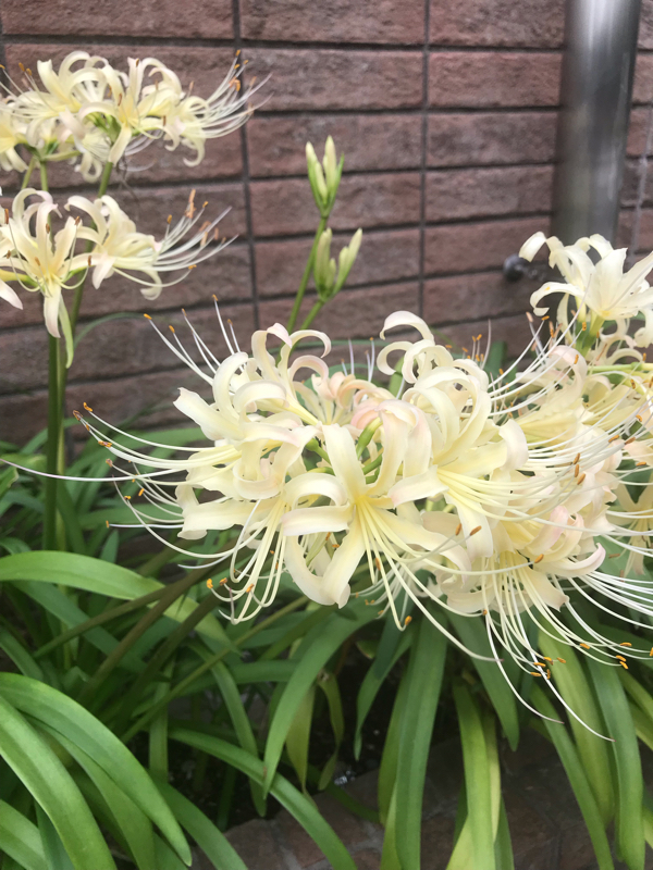 #27 親知らずを抜く話