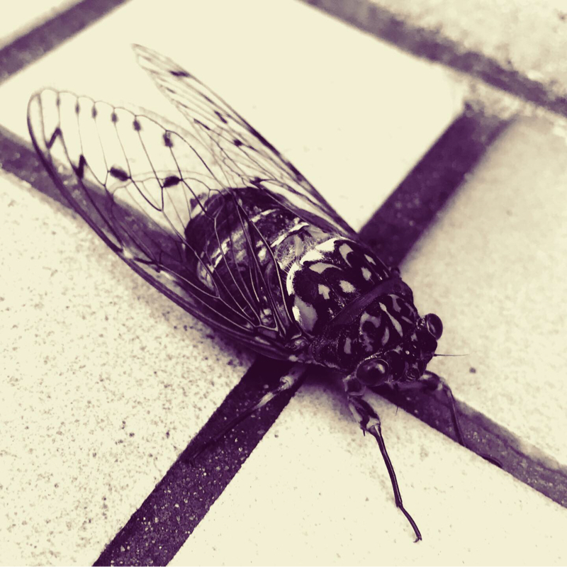 #50 腕に包丁が刺さった話〜パワハラシリーズ〜