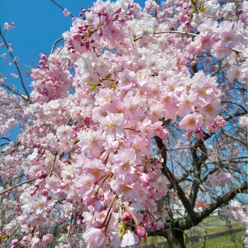 さくらさくら(25/12/29)