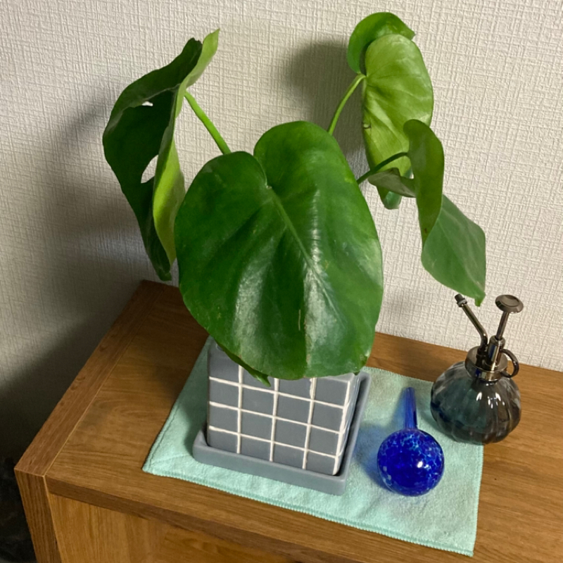 #210 ベストバイ