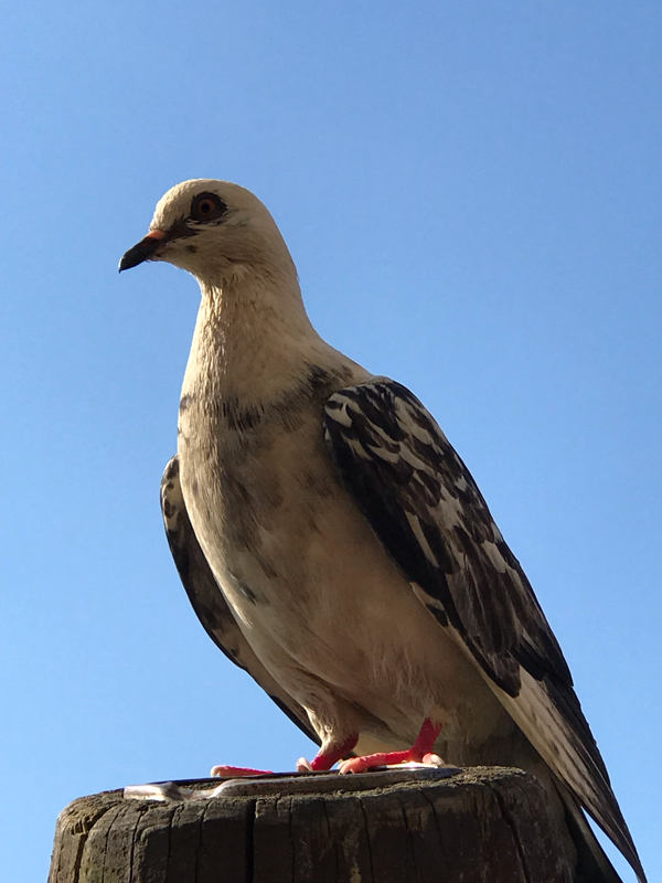 #2-1幸せについてちょっとだけ本気出して考えてみようと思う