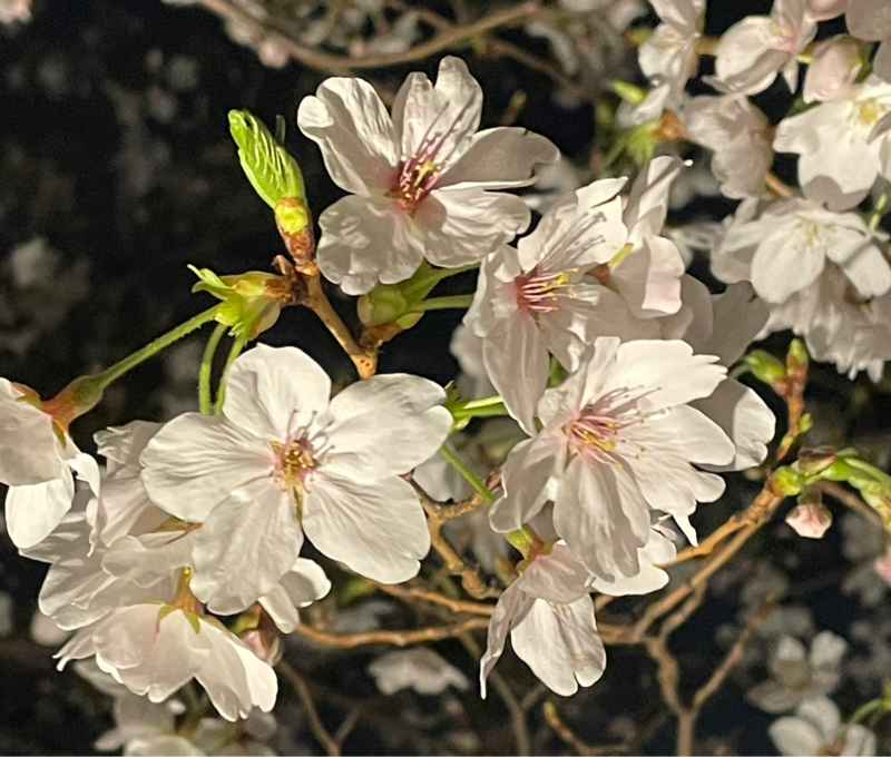 ぱーるおばさん、2年目