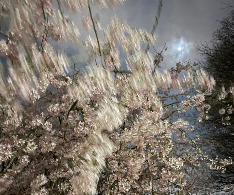 ピンクムーンの日に