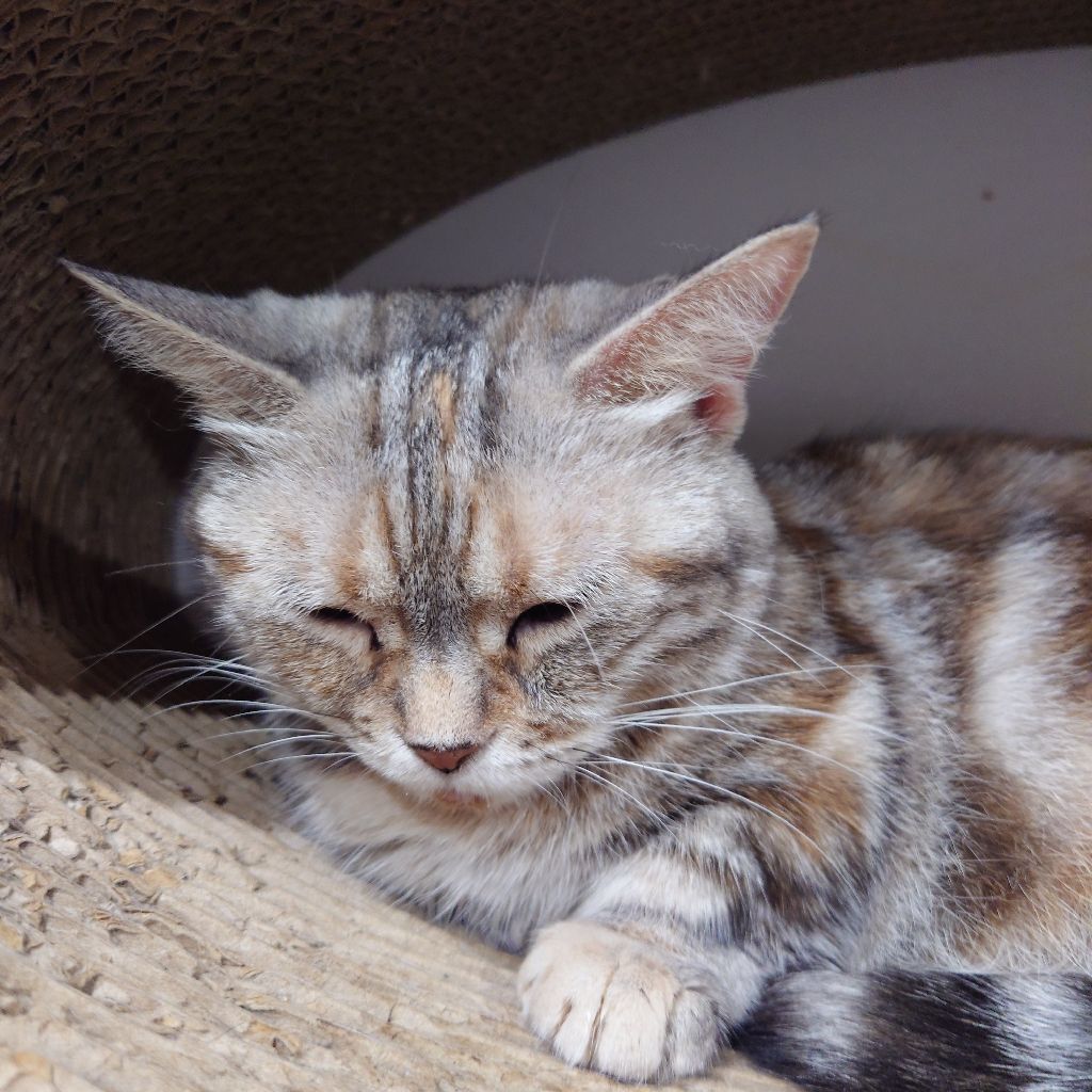 保護猫カフェなど