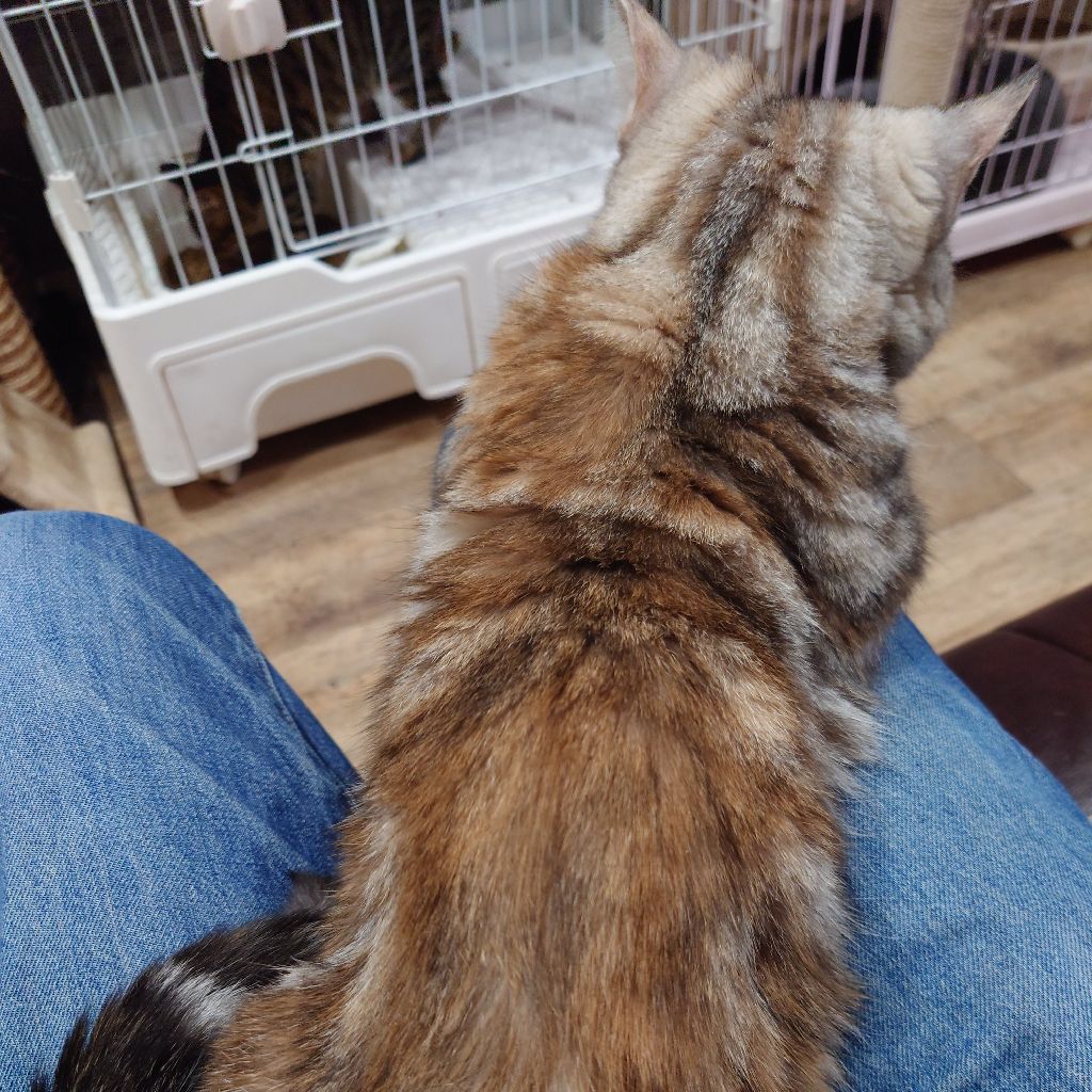 脳動脈瘤、大丈夫でした！