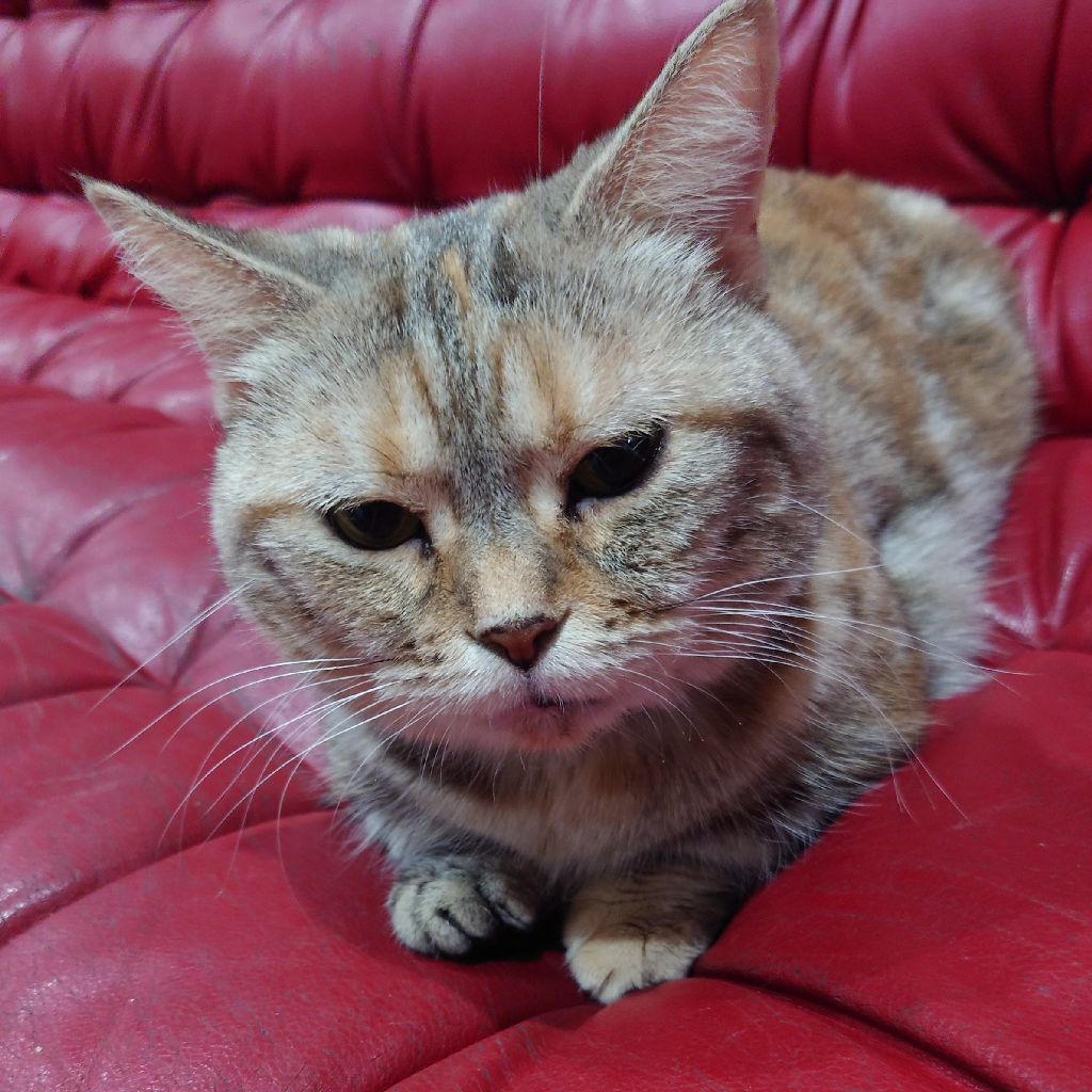 ニコレット買いに行きます