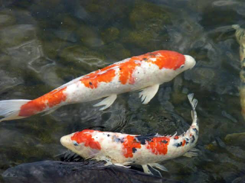 おさかなラジオ音声版チュートリアル