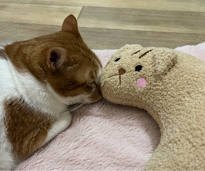 ฅ≧すωて≦ฅ