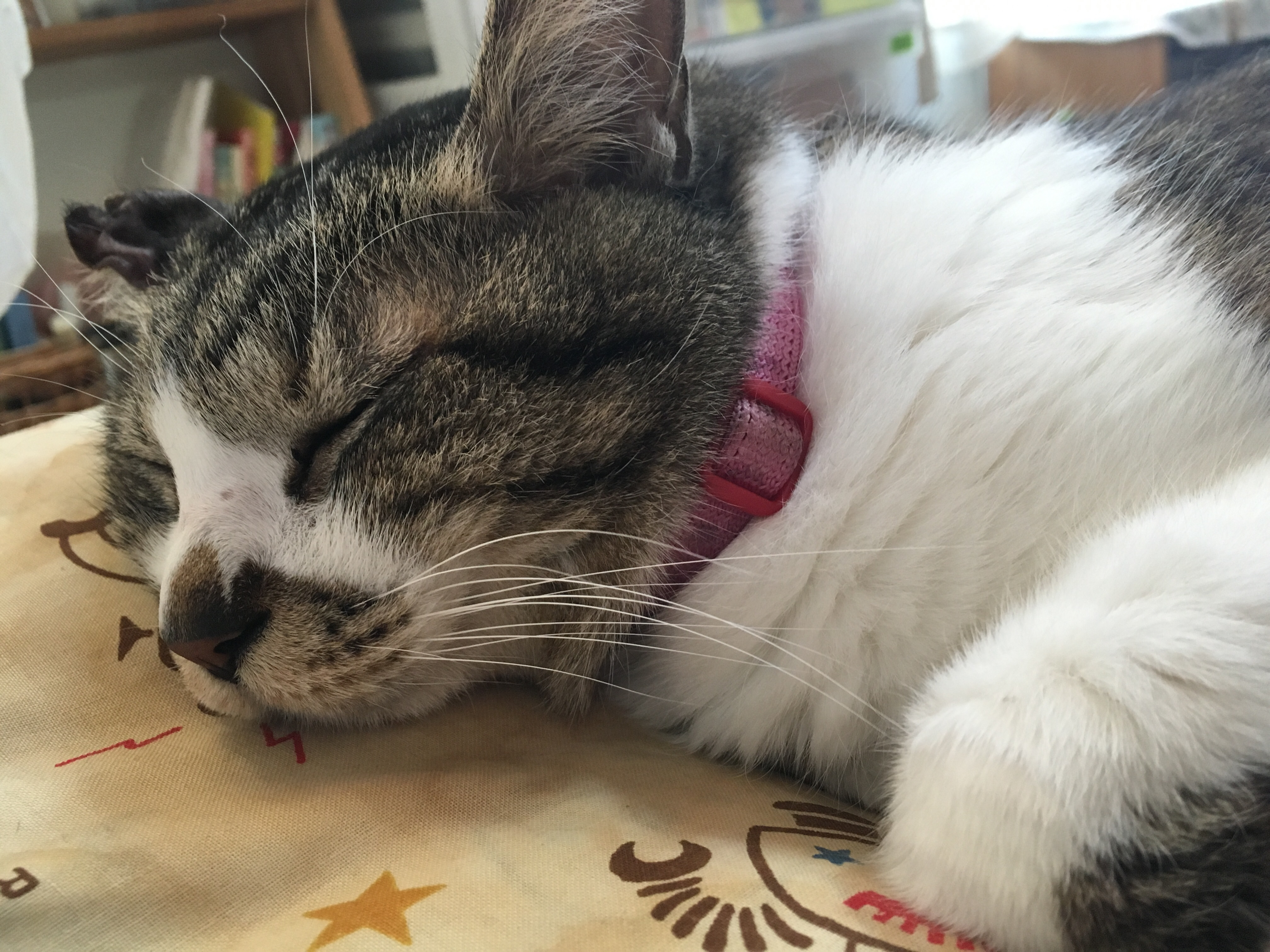 第2回 ハイキュー34巻を読みました