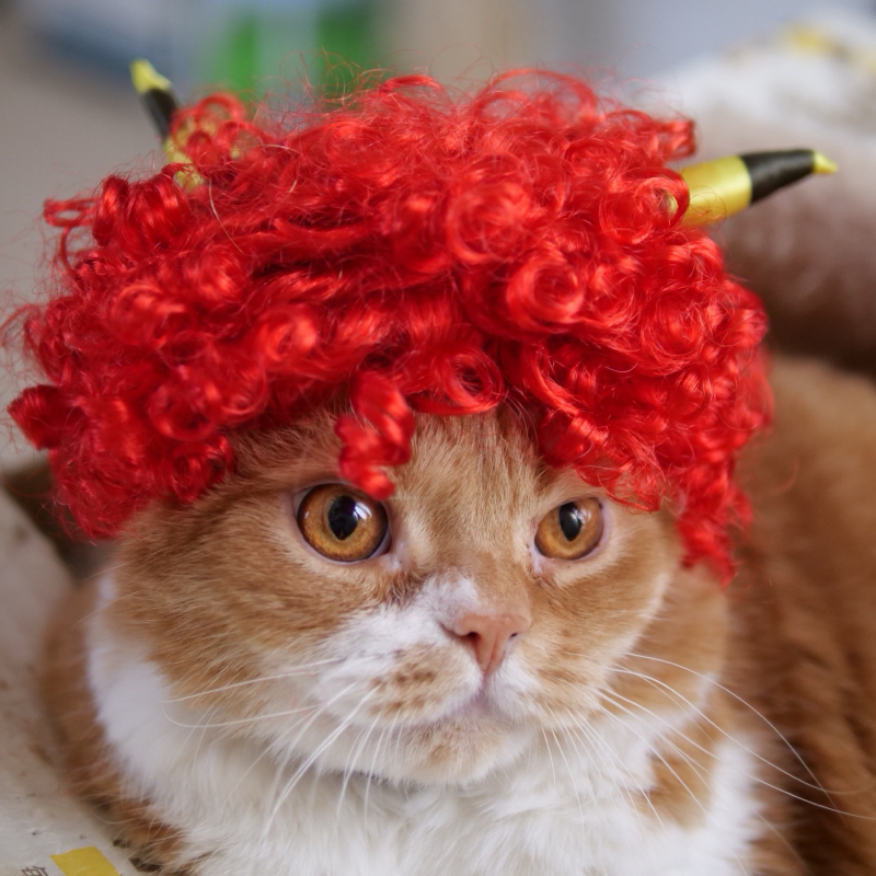 しっしー@マンチカンズ