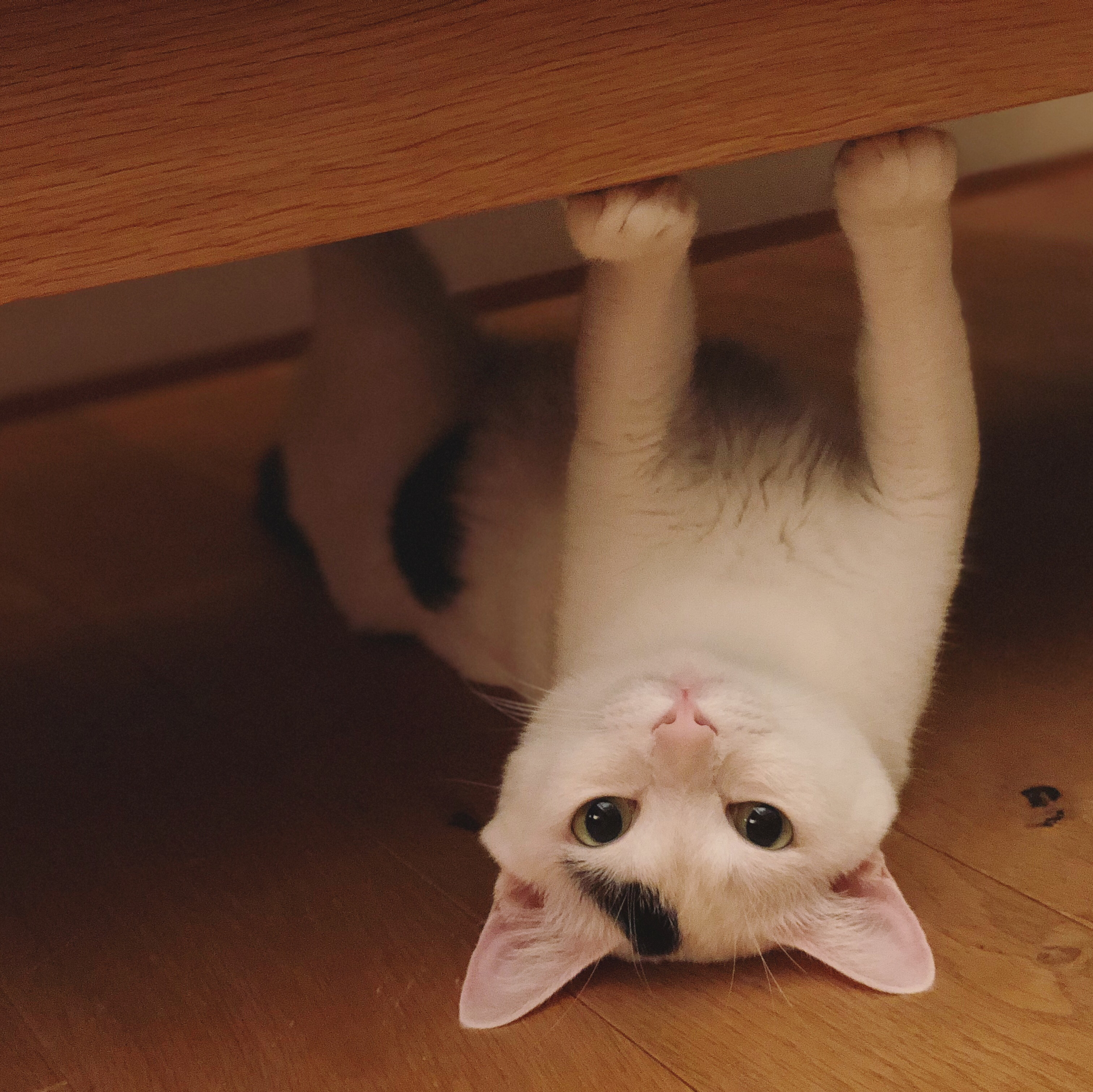 #13 フェチについて / ネコの毛収集家とホラー映画愛好家の2人です。