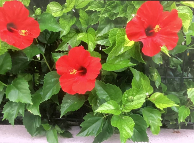 あったかいタイのお話