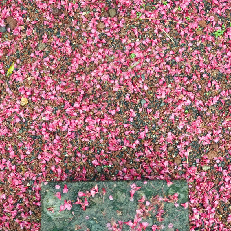 🎹ばらの花_シンセ