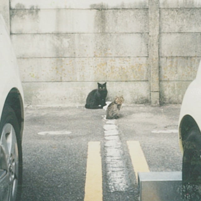 🎸ねこ舌のブルース／多分コラボ