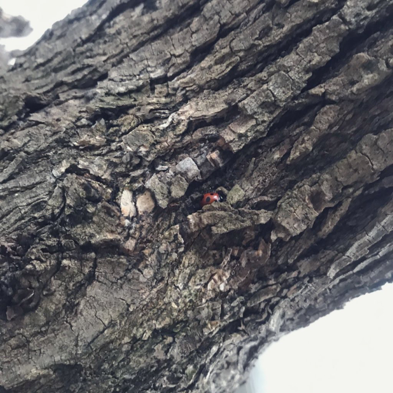 かぶと虫クラブの話🐞