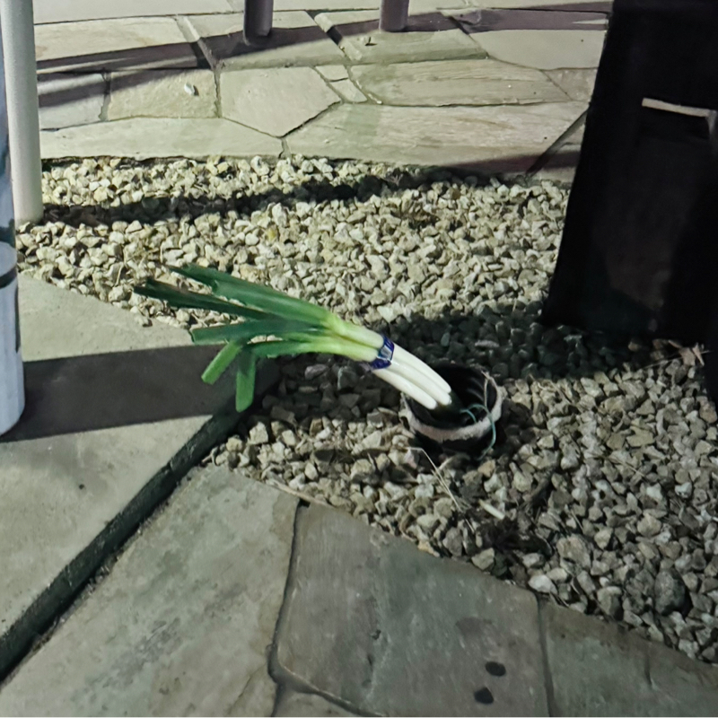 散歩_友人の話🚶🚶