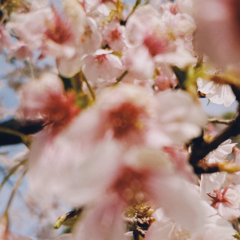 すっぽかした話🌸