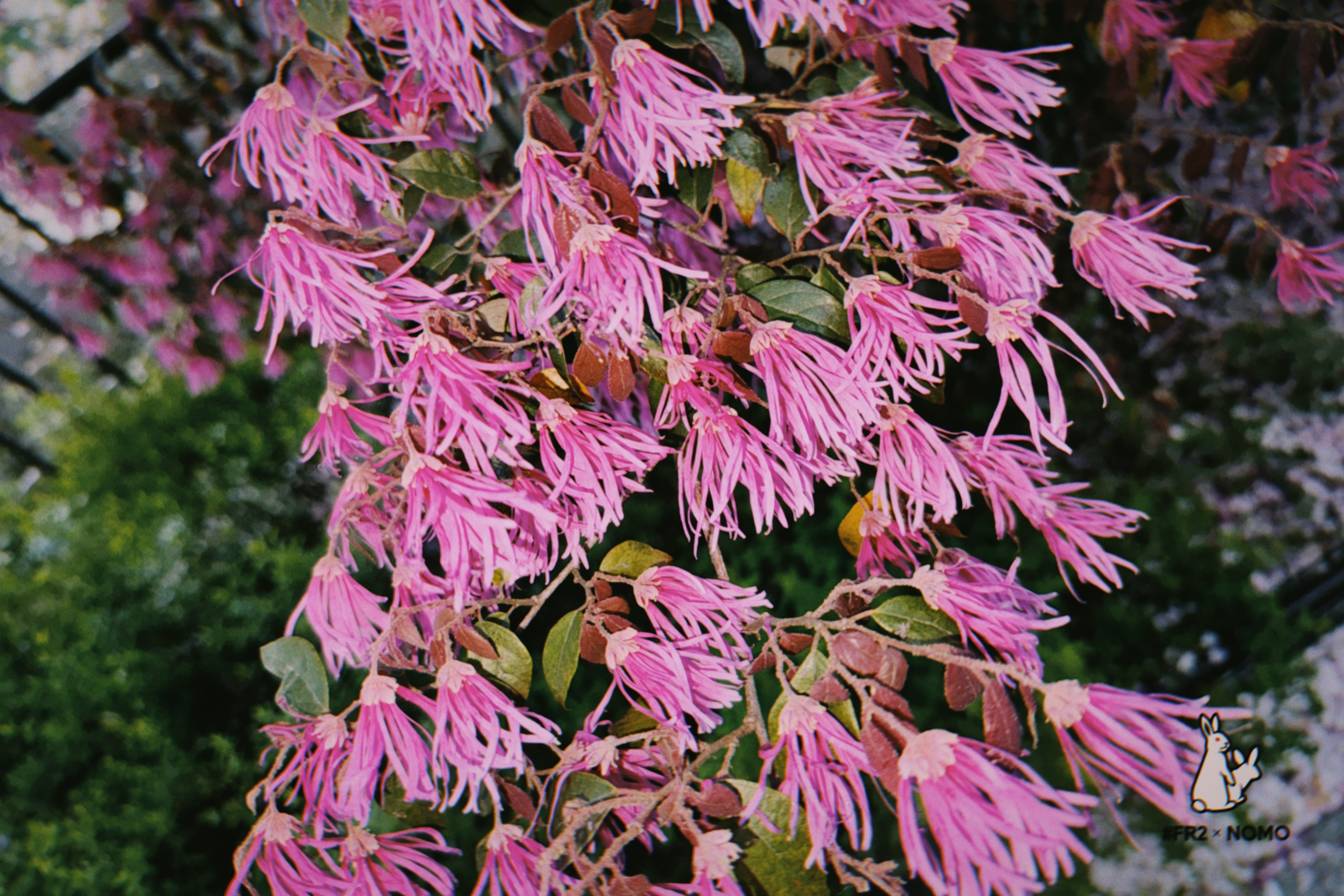 🎸flower me_サブリミナル