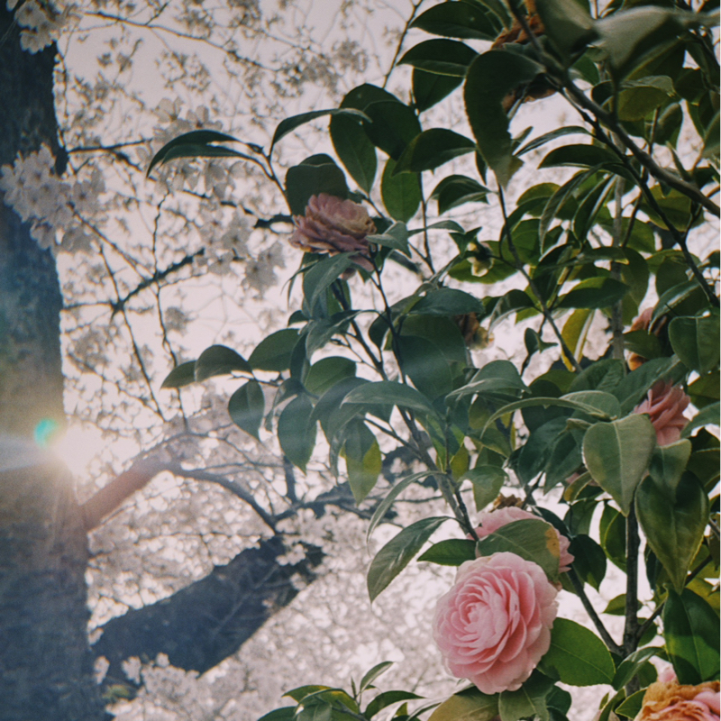 ばらの花_シンセ from Radiotalk episode artwork